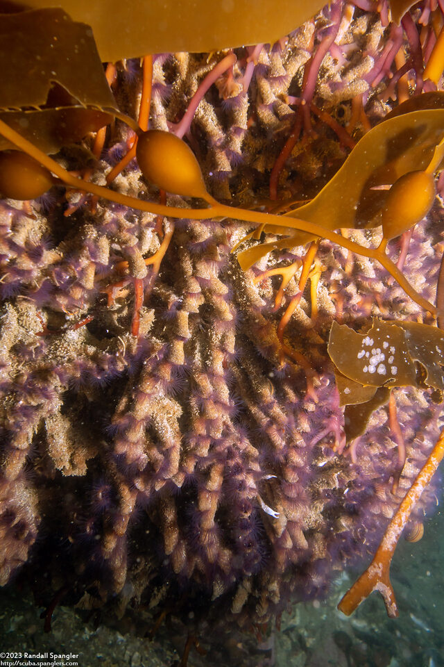 Phragmatopoma californica (Sandcastle Worm)