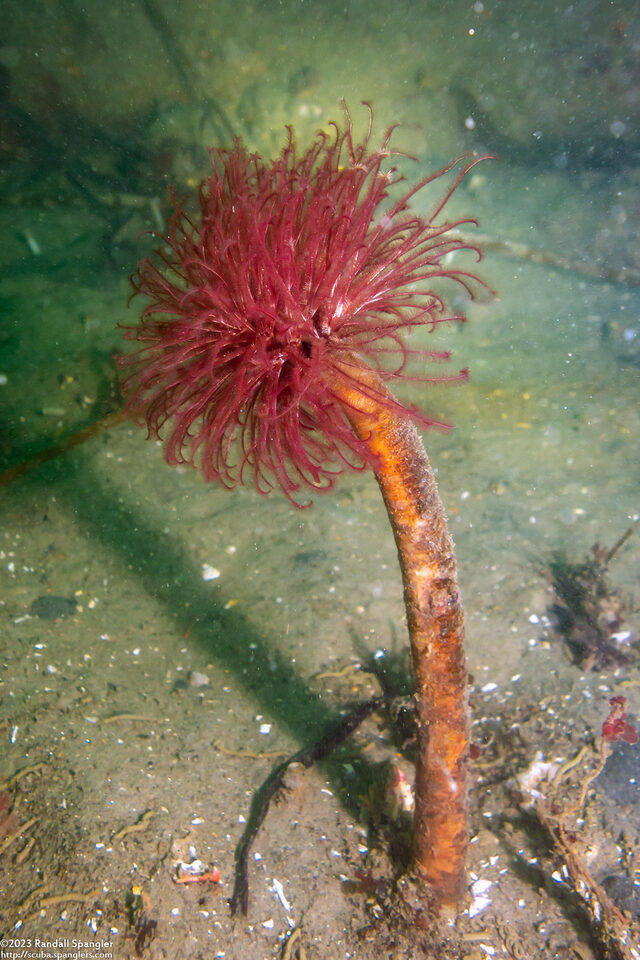 Sabellidae sp.6 (Banded Feather Duster Worm)