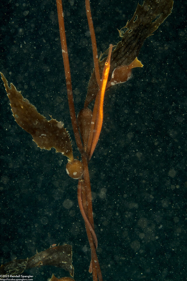 Syngnathus leptorhynchus (Bay Pipefish)