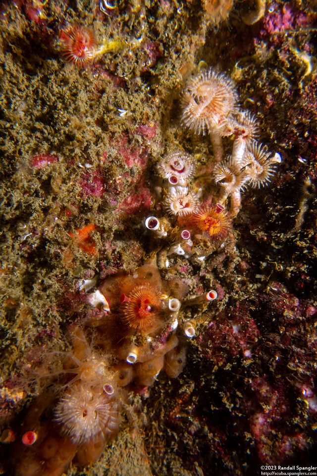 Serpula columbiana (Serpulid Worm)