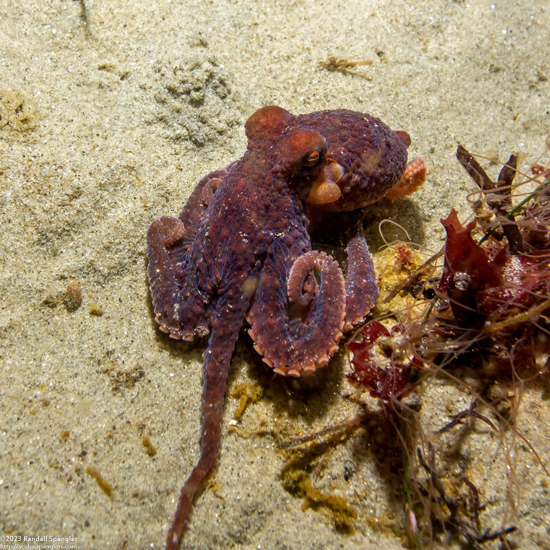 Octopus rubescens (Red Octopus)