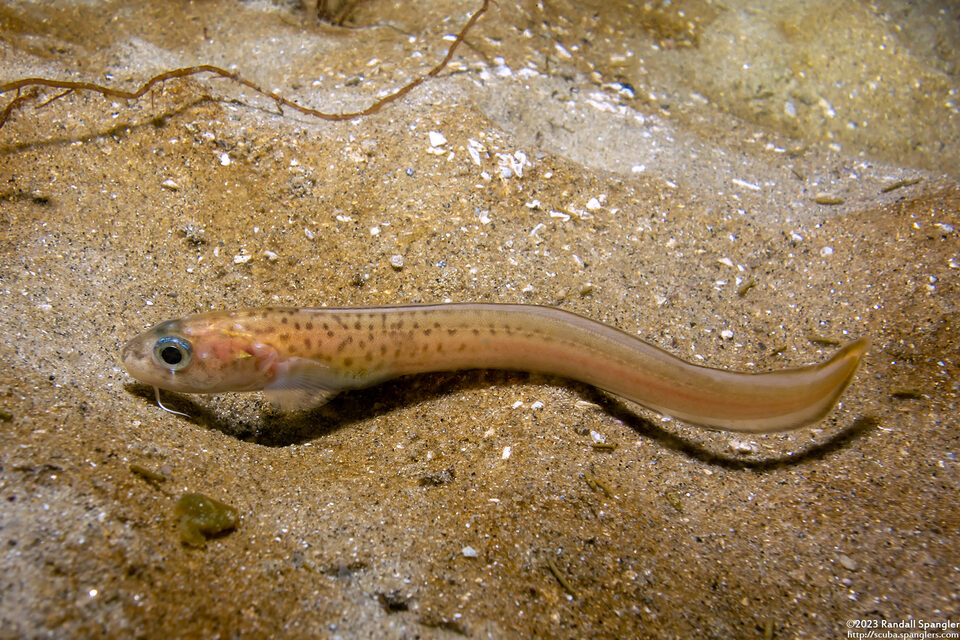 Chilara taylori (Spotted Cusk-Eel)