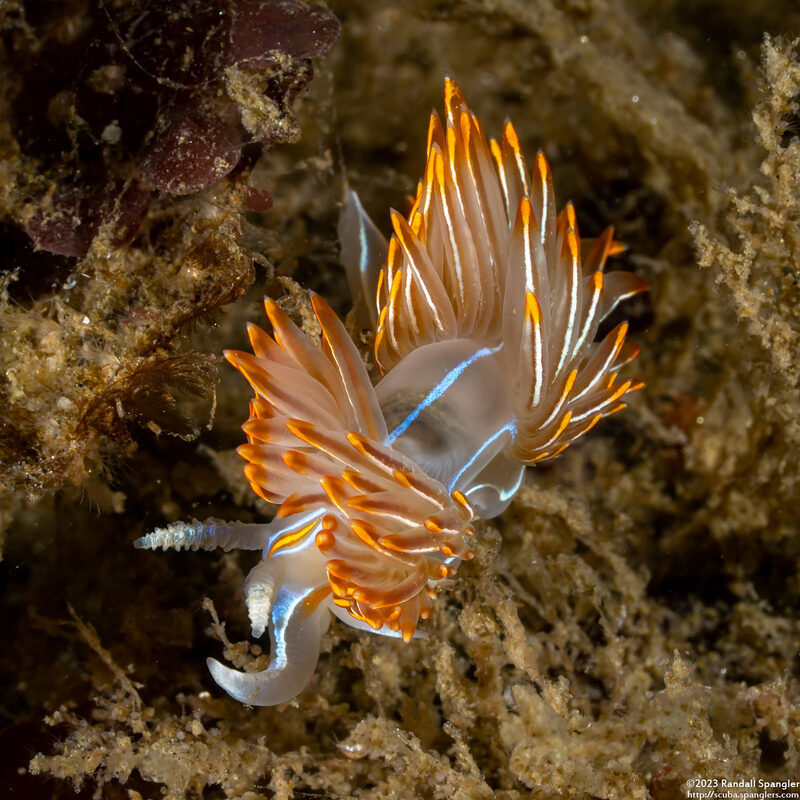 Hermissenda crassicornis (Hermissenda Crassicornis)