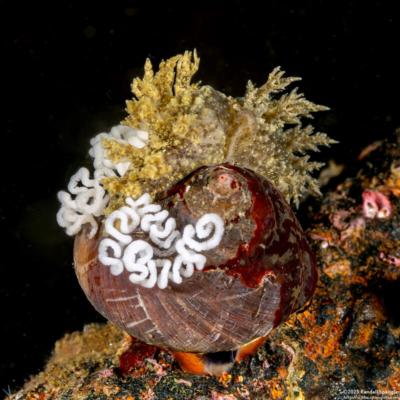 Dendronotus venustus (Branched Dendronotus)