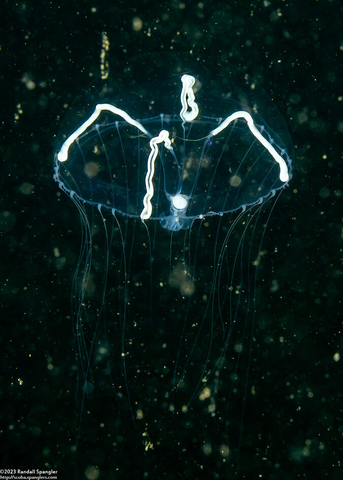 Mitrocoma cellularia (Cross Jelly)