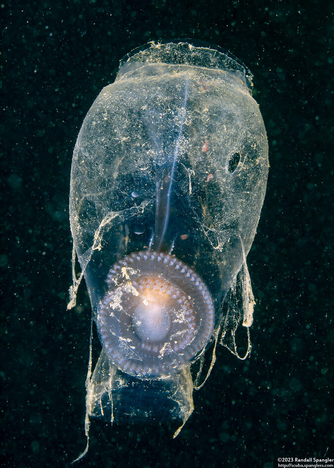 Salpa fusiformis (Common Salp)