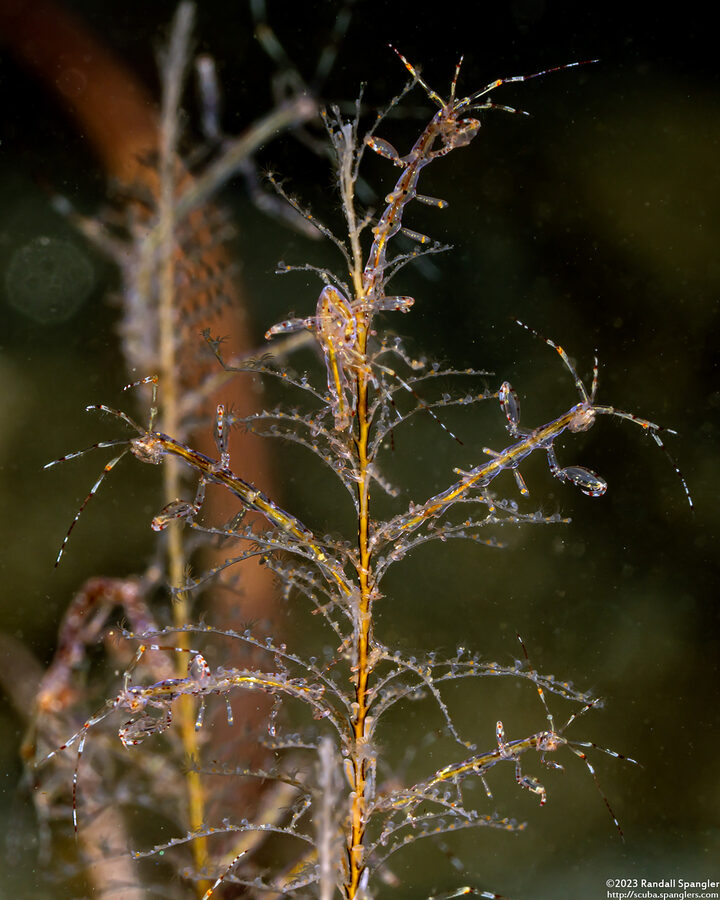 Caprella sp.1 (Skeleton Shrimp)