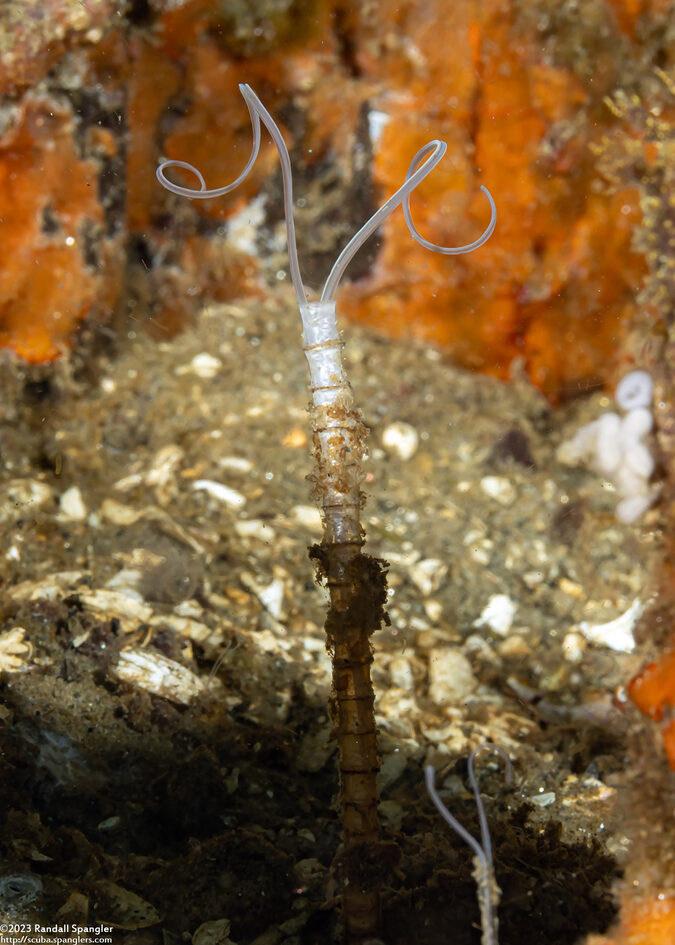 Chaetopteridae sp.1 (Jointed Tubeworm)