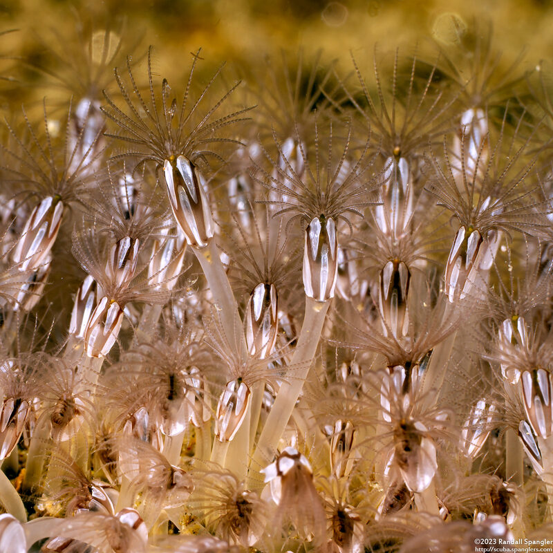 Lepas pacifica (Pacific Gooseneck Barnacle)