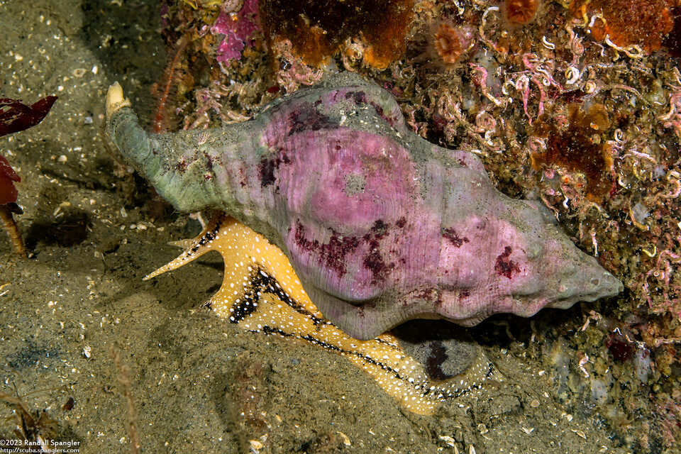 Kelletia kelletii (Kellet's Whelk)