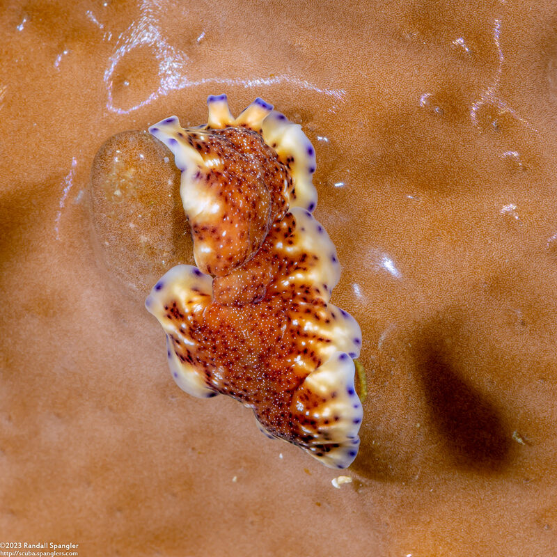 Pseudoceros sp.6 (Pseudoceros sp.6)