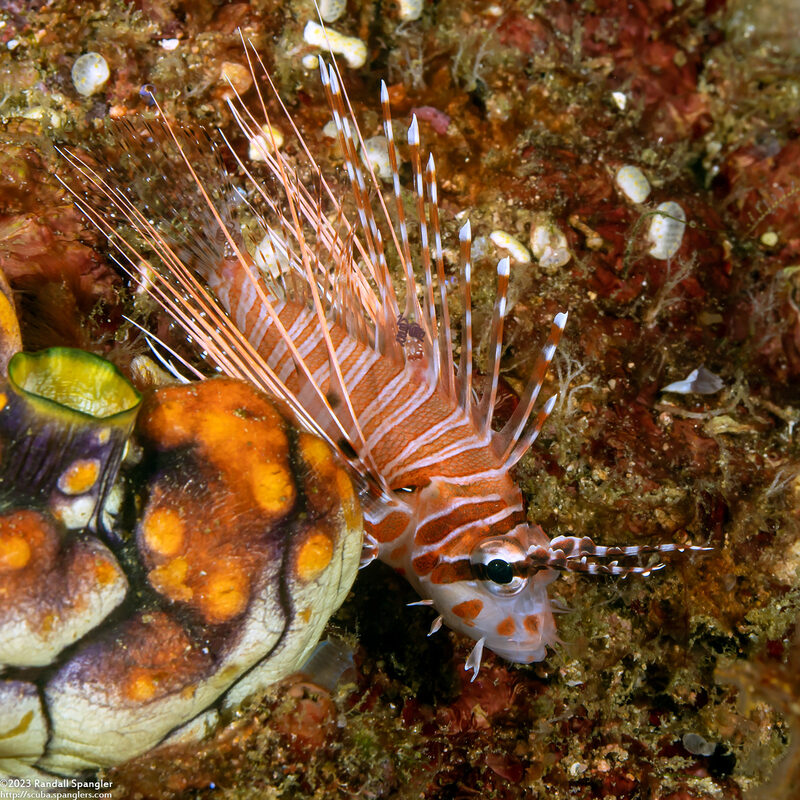 Pterois antennata (Spotfin Lionfish); With parasites on dorsal fin