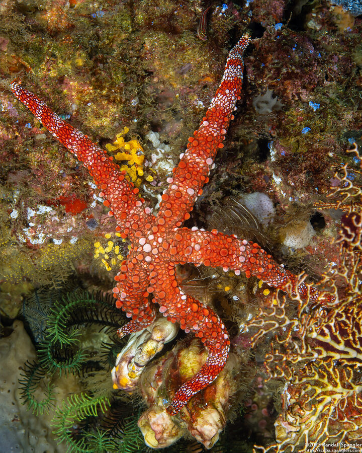 Nardoa frianti (Friant's Sea Star)