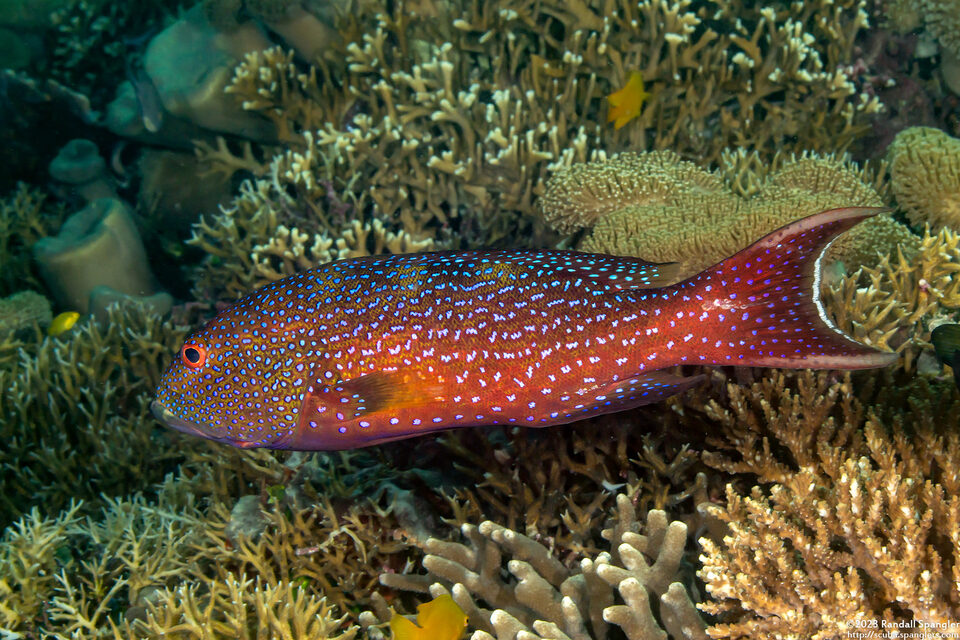 Variola albimarginata (White-Edged Lyretail)