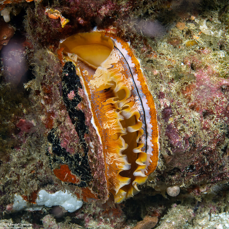 Spondylus varius (Variable Thorny Oyster)