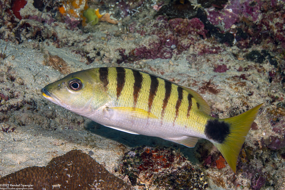Lutjanus semicinctus (Black-Banded Snapper)
