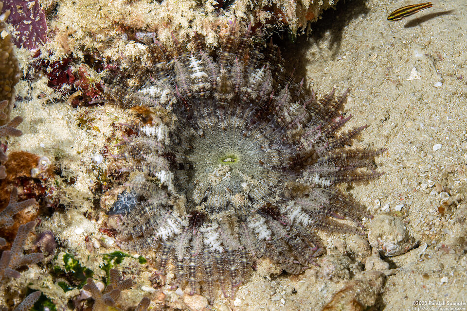 Actinodendron plumosum (Hell's Fire Anemone)