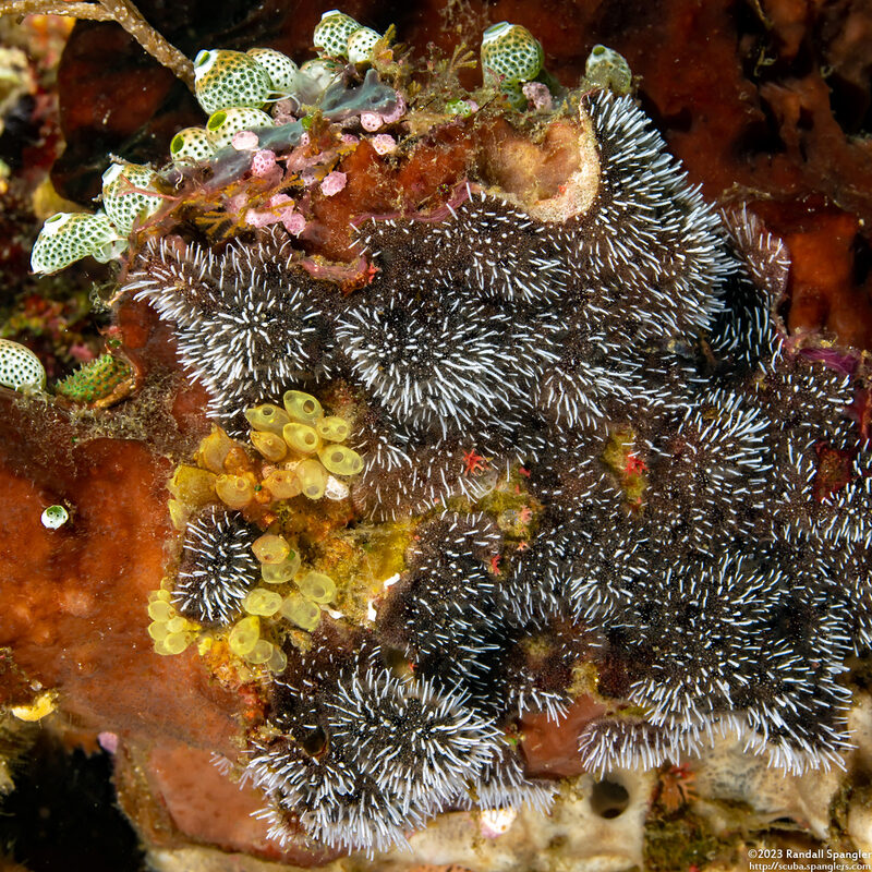 Celleporaria sibogae (Celleporaria Sibogae)