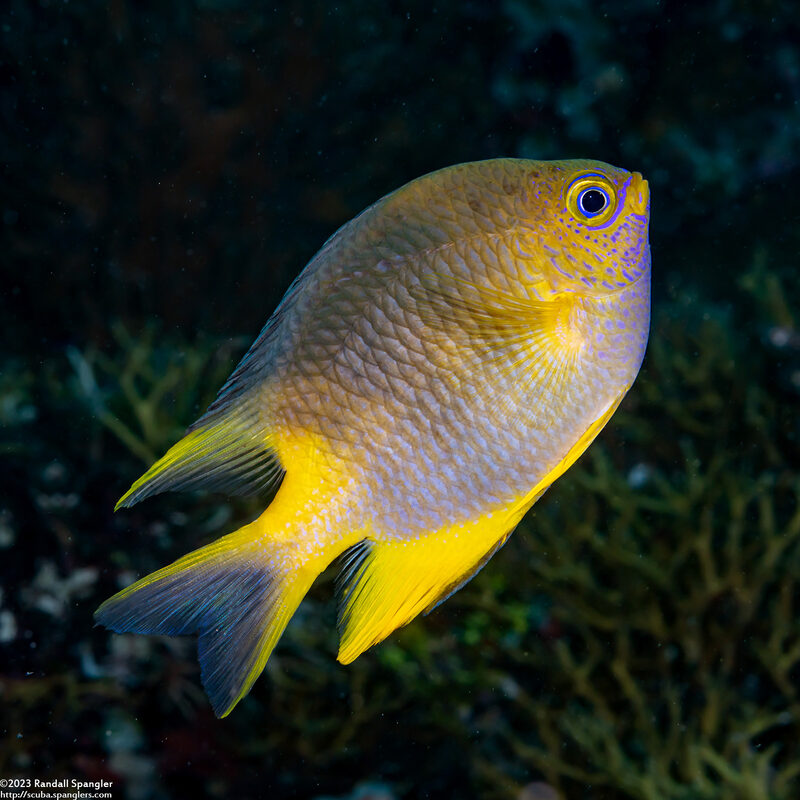 Amblyglyphidodon aureus (Golden Damsel)