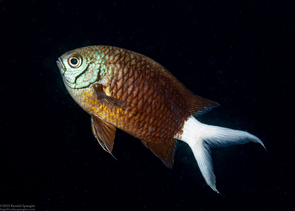 Chromis xanthura (Paletail Chromis)