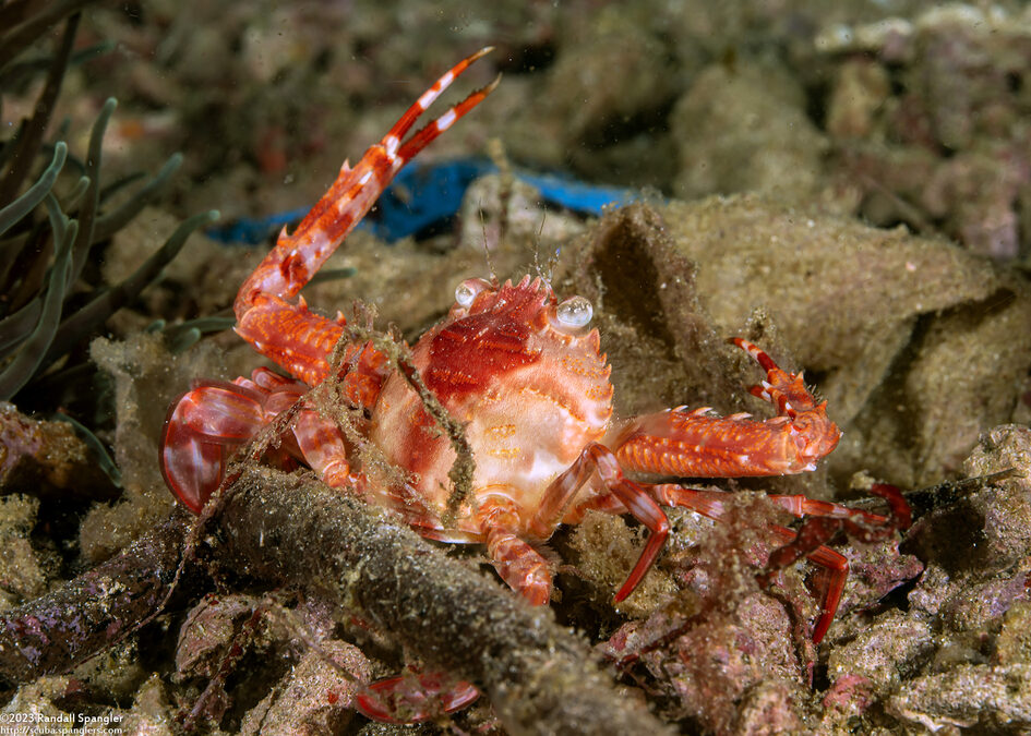 Lupocyclus rotundatus (Rounded Swimming Crab)