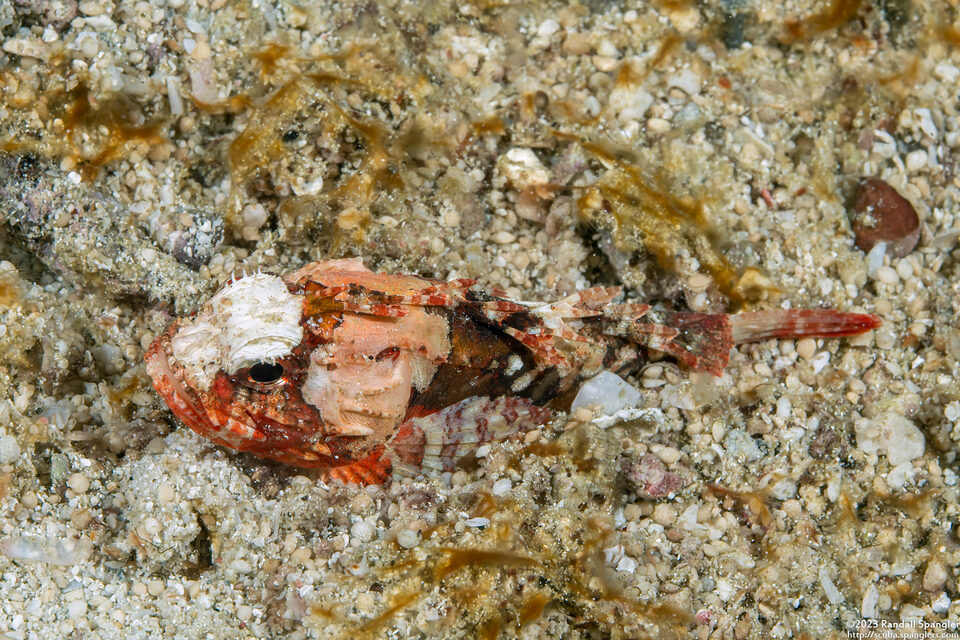 Richardsonichthys leucogaster (Whiteface Waspfish)