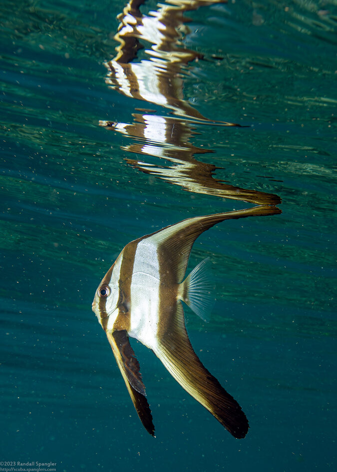 Platax teira (Longfin Spadefish)