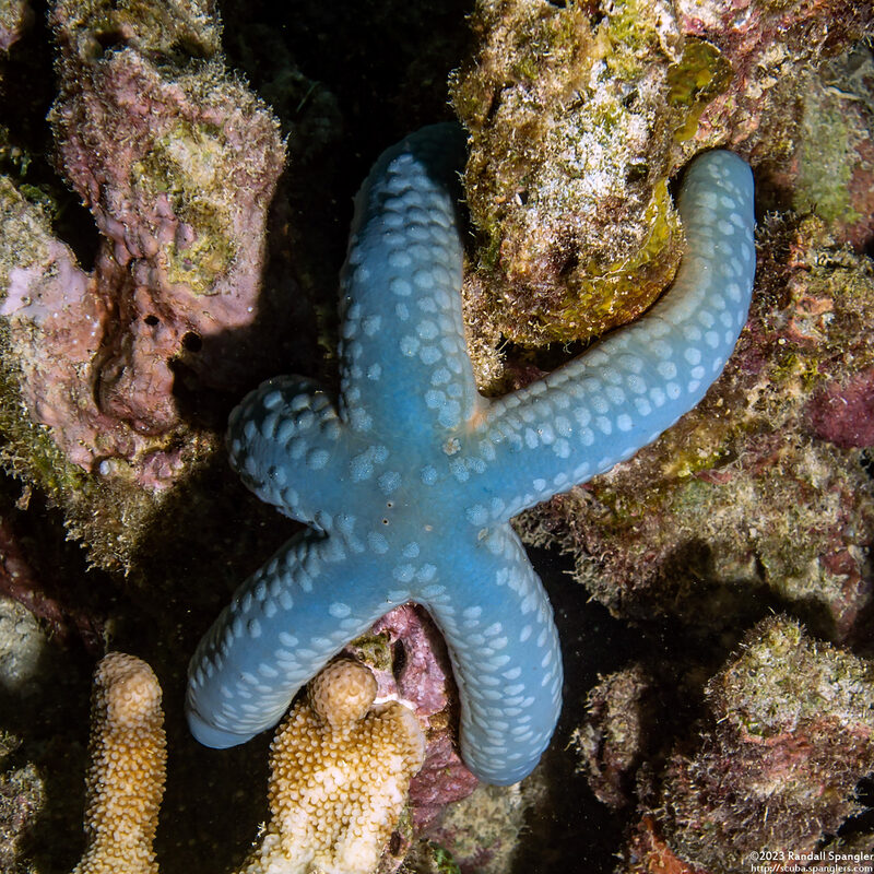 Linckia laevigata (Blue Sea Star)