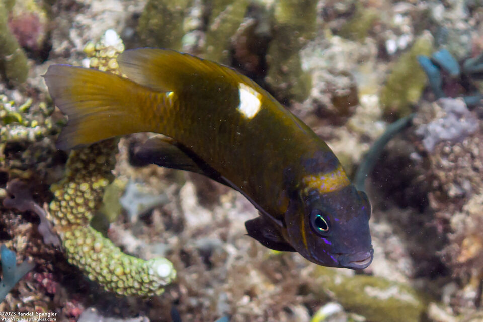 Dischistodus chrysopoecilus (White-Spot Damsel)