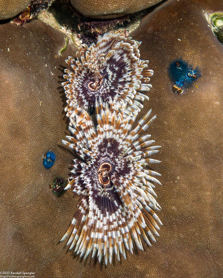 Sabellastarte spectabilis (Common Feather Duster Worm)