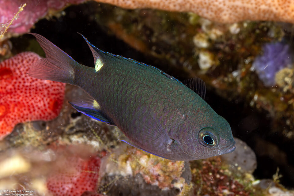 Chromis elerae (Twinspot Chromis)