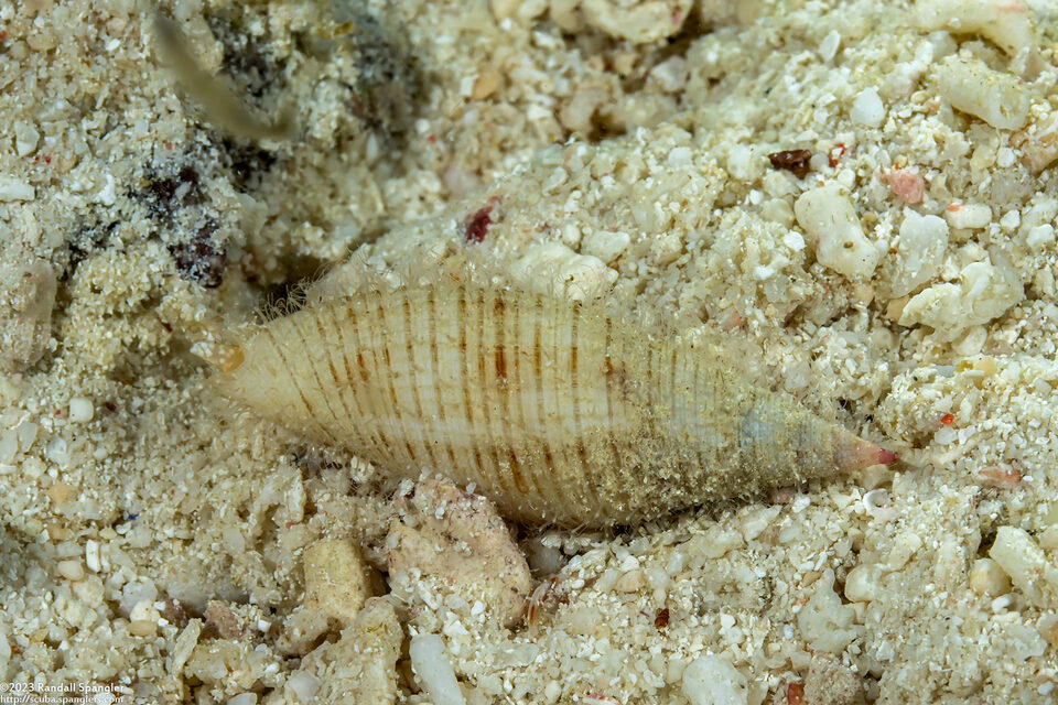 Nebularia pellisserpentis (Snake-Tongue Mitre)