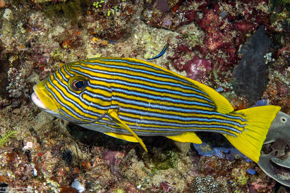 Plectorhinchus polytaenia (Ribbon Sweetlips)