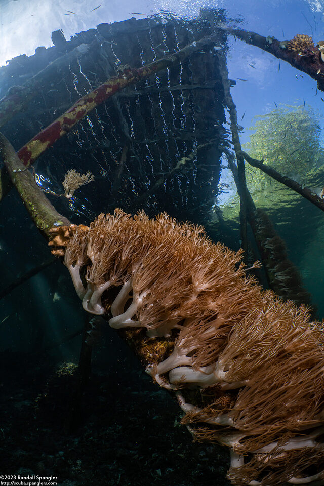 Xenia sansibariana (Xenia Sansibariana)