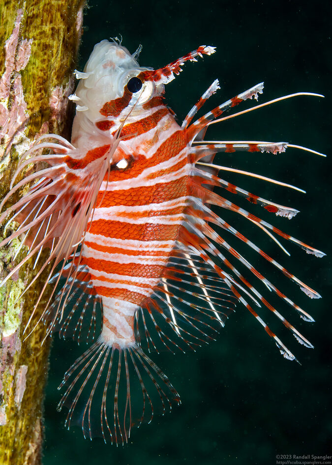 Pterois antennata (Spotfin Lionfish)