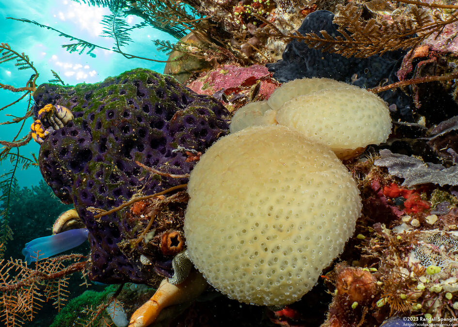 Sigillina sp.2 (Sigillina sp.2)