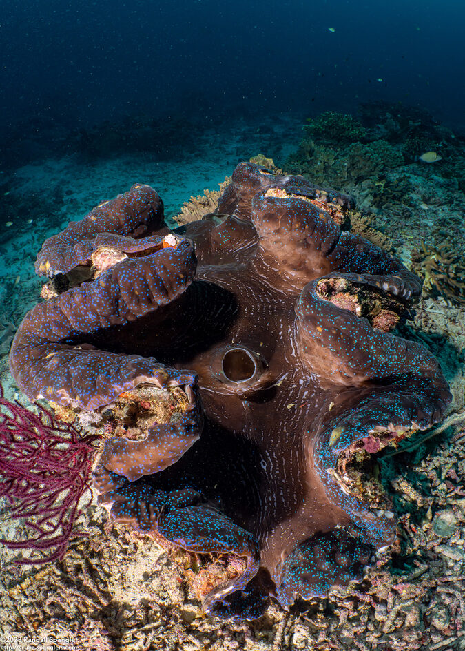 Tridacna gigas (Giant Clam)