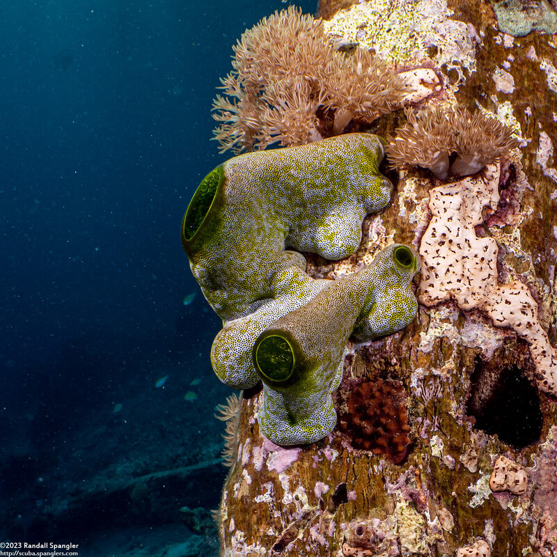 Didemnum molle (Urn Ascidian)