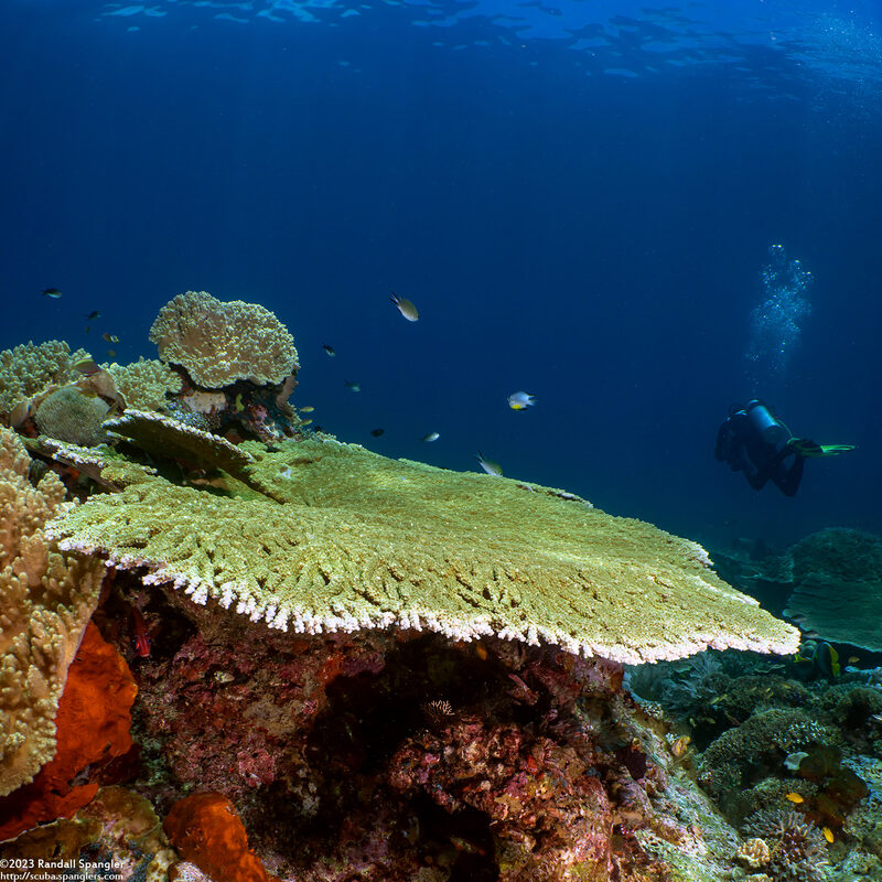 Acropora hyacinthus (Hyacinth Table Coral)