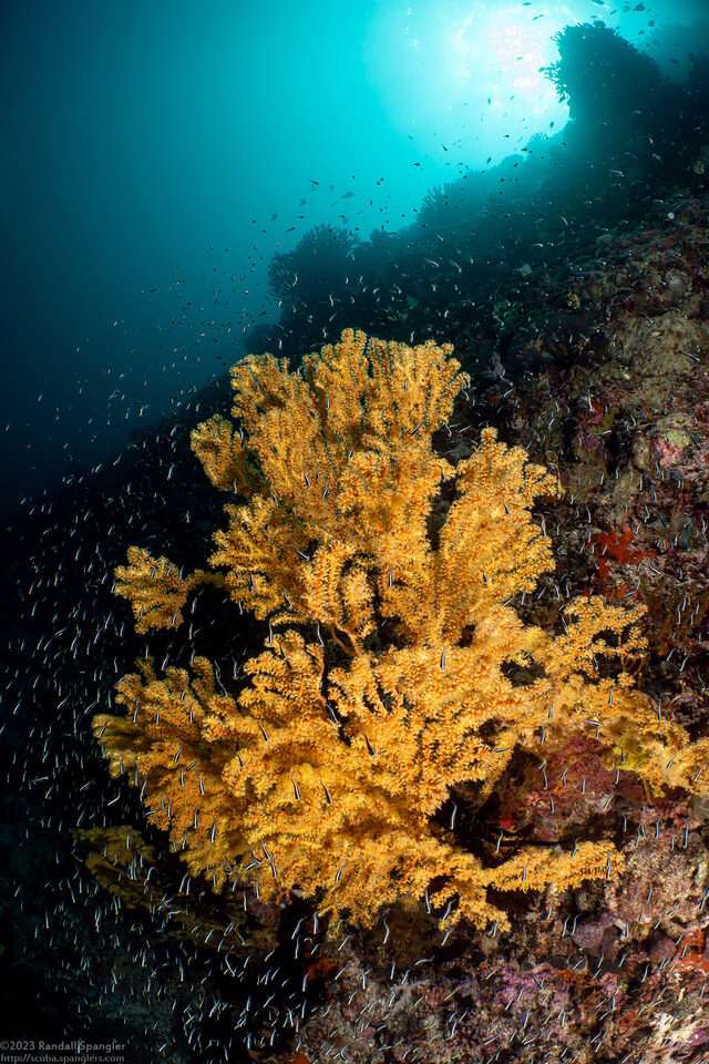 Menella sp.2 (Menella sp.2)