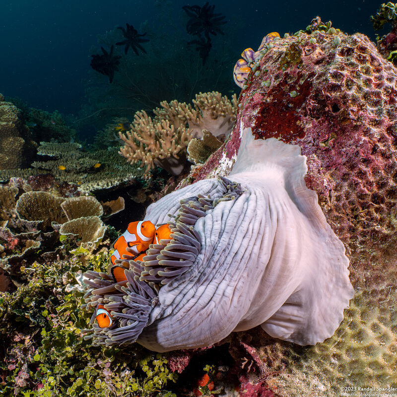 Amphiprion percula (Clown Anemonefish)