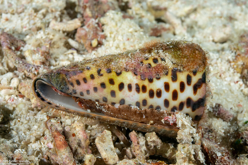 Conus litteratus (Lettered Cone)