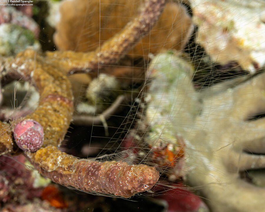 Coeloplana sp.1 (Sponge Comb Jelly)