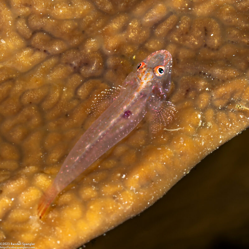 Phyllogobius platycephalops (Flathead Goby)