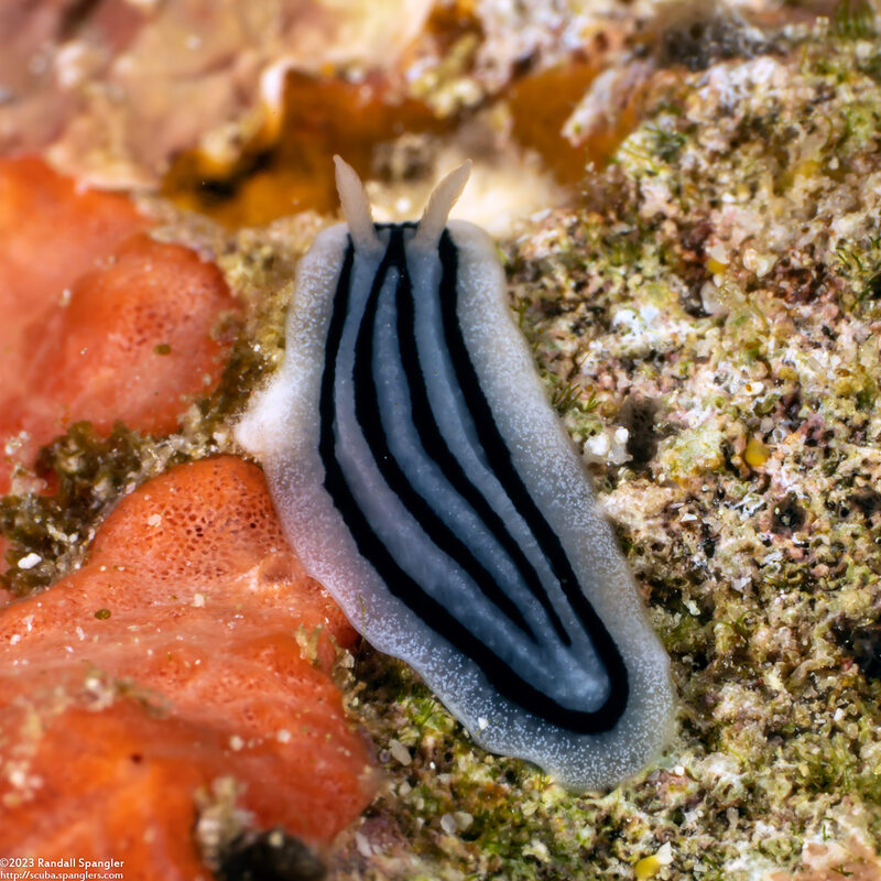 Phyllidiella striata (Striped Phyllidiella)