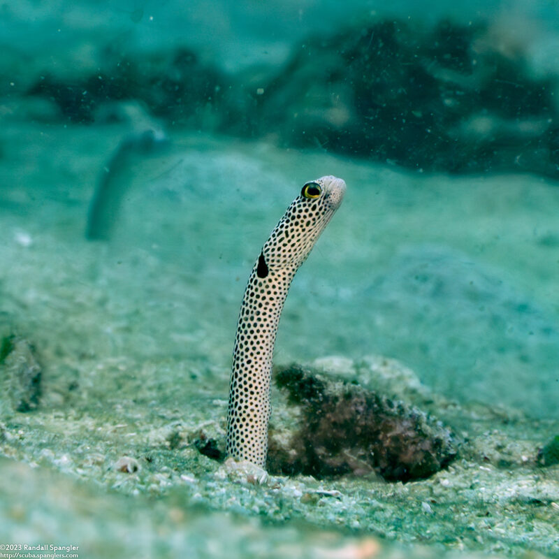 Heteroconger hassi (Spotted Garden Eel)