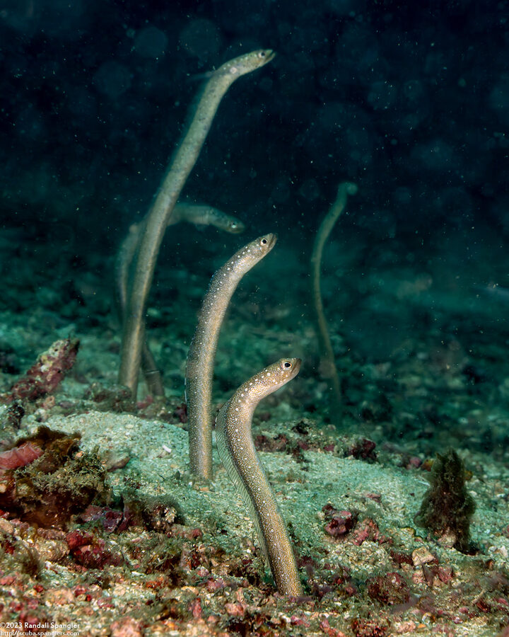 Gorgasia barnesi (Barnes' Garden Eel)