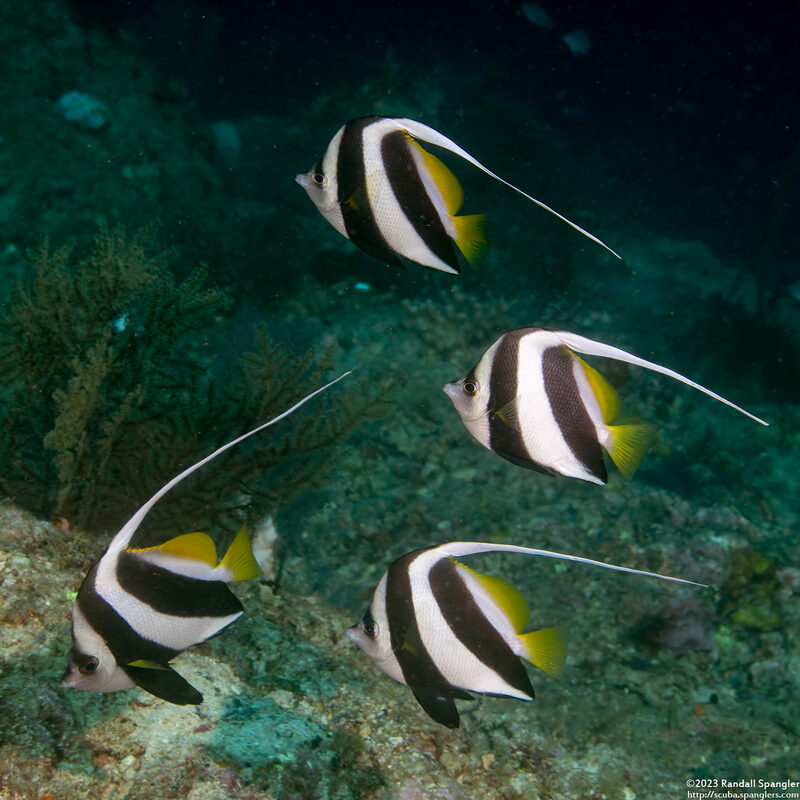 Heniochus diphreutes (Schooling Bannerfish)