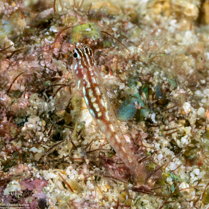 Eviota prasites (Hairfin Dwarfgoby)