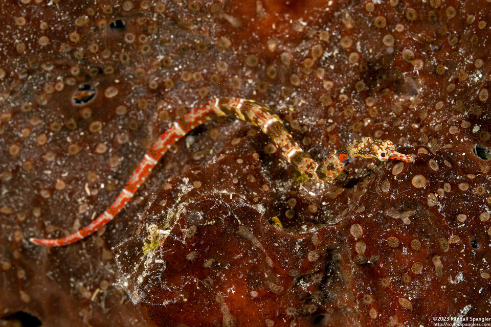 Corythoichthys benedetto (Broken-Bands Pipefish)